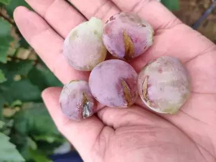 葡萄的转色病该如何防治,夏黑葡萄转色最佳方法