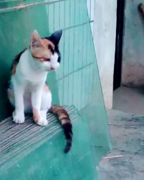 铲屎官拍下有趣一幕小奶猫照镜子,铲屎官迷惑宠物猫咪