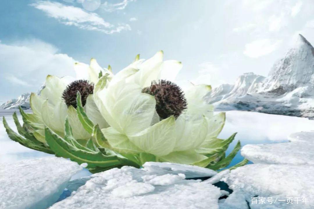 你知道世界上什么花最好养吗,你知道什么是世界上最好的花吗