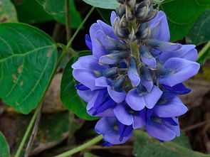 葛根野生中草药图谱大全,葛根野生图片