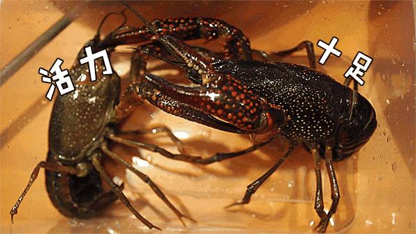 武汉头牌虾庄,武汉虾庄折扣