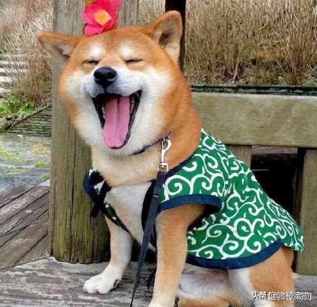 100种常见宠物价格表,最常见十种宠物狗价格