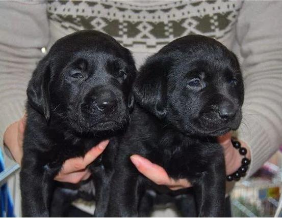 为什么黑色拉布拉多脸瘦长,为什么黑色拉布拉多比较凶