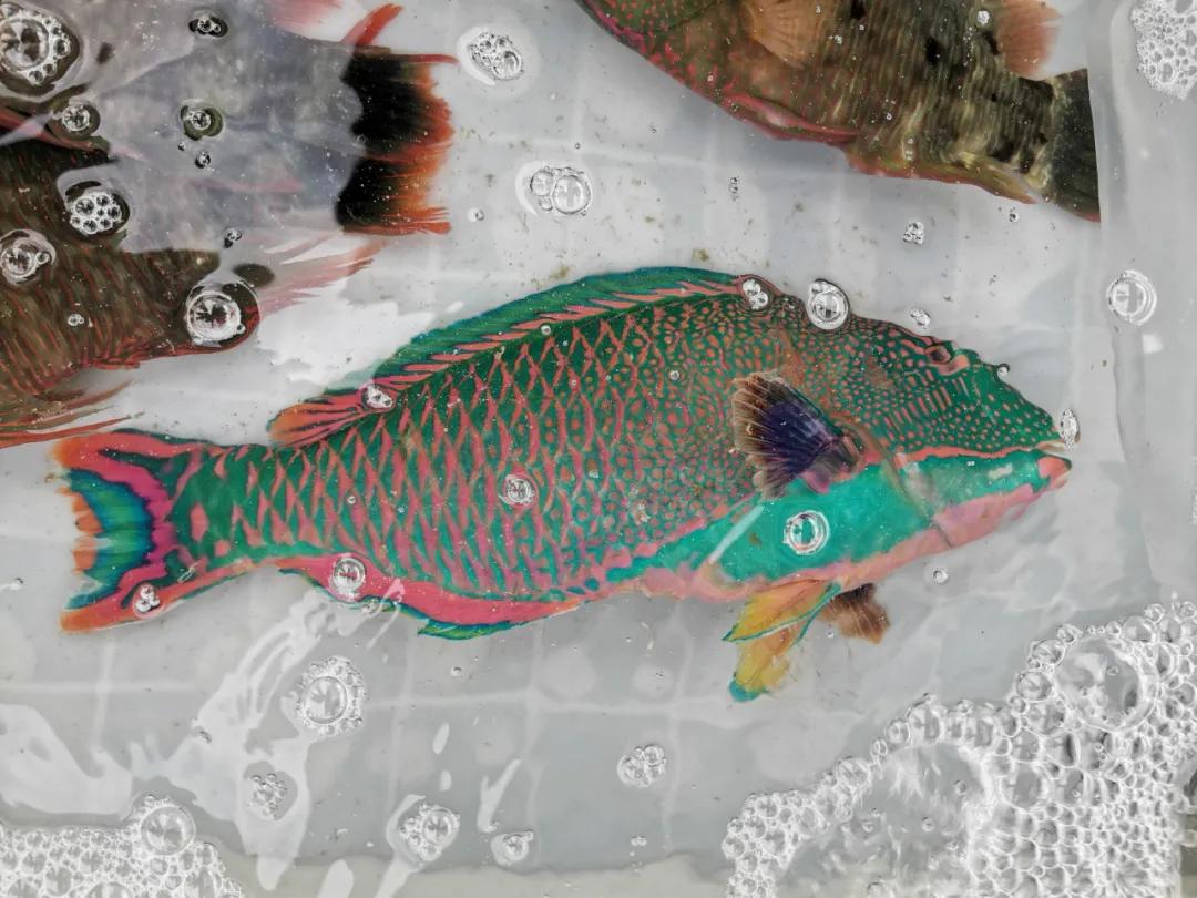 开海季都有什么海鲜,开海了这些生猛海鲜