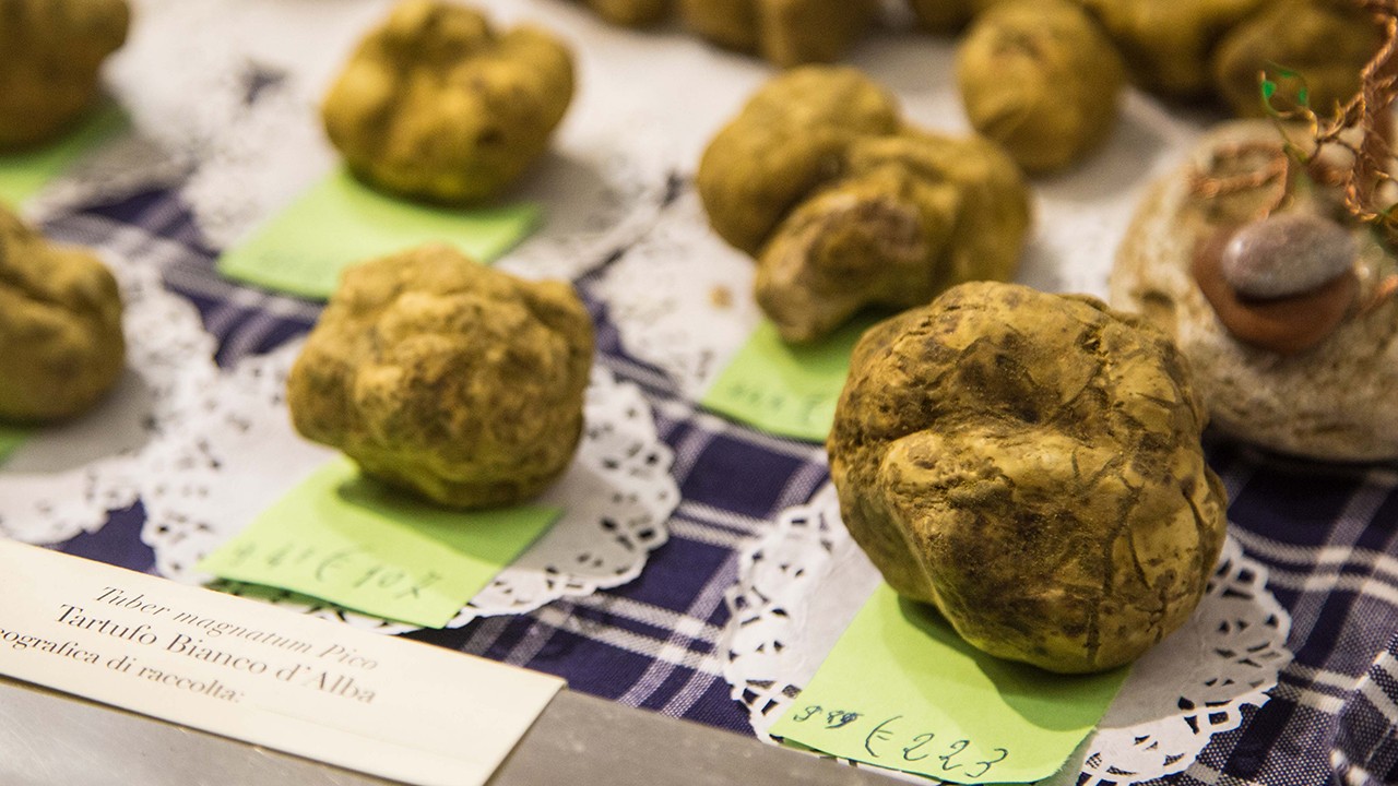 世界最贵蘑菇品种,世界上最贵蘑菇多少钱