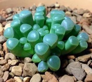 多肉植物科普讲解,林草科普活动方案