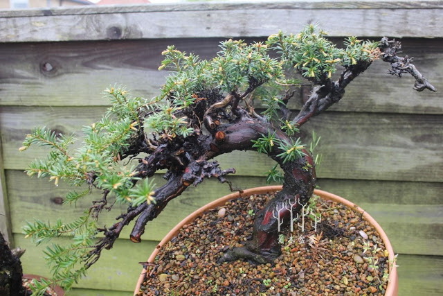 红豆杉盆景整形蟠扎视频,红豆杉蟠扎盆景