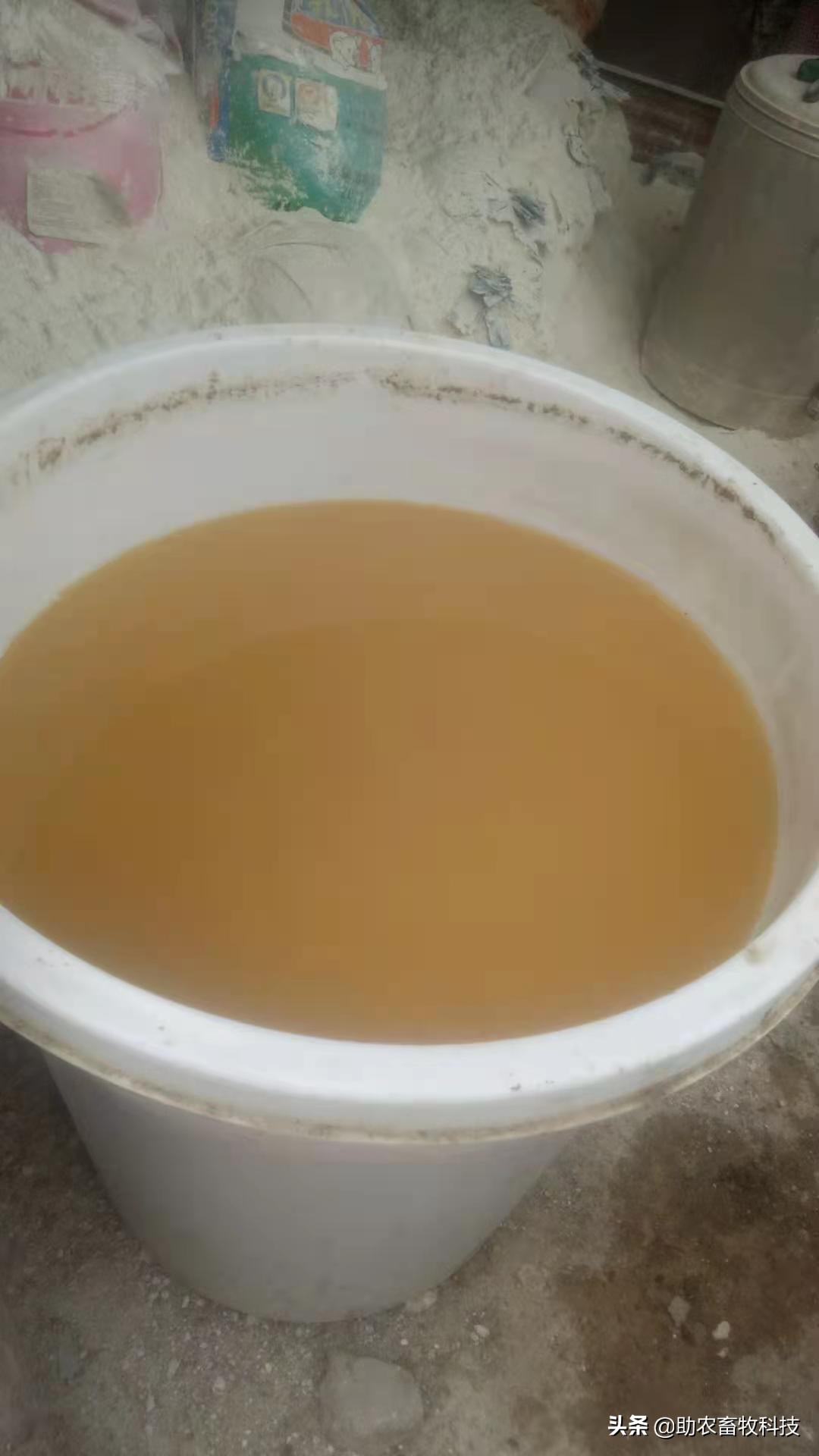 百色平果市这个猪场运用自制发酵中草药效果好，养殖信心倍增