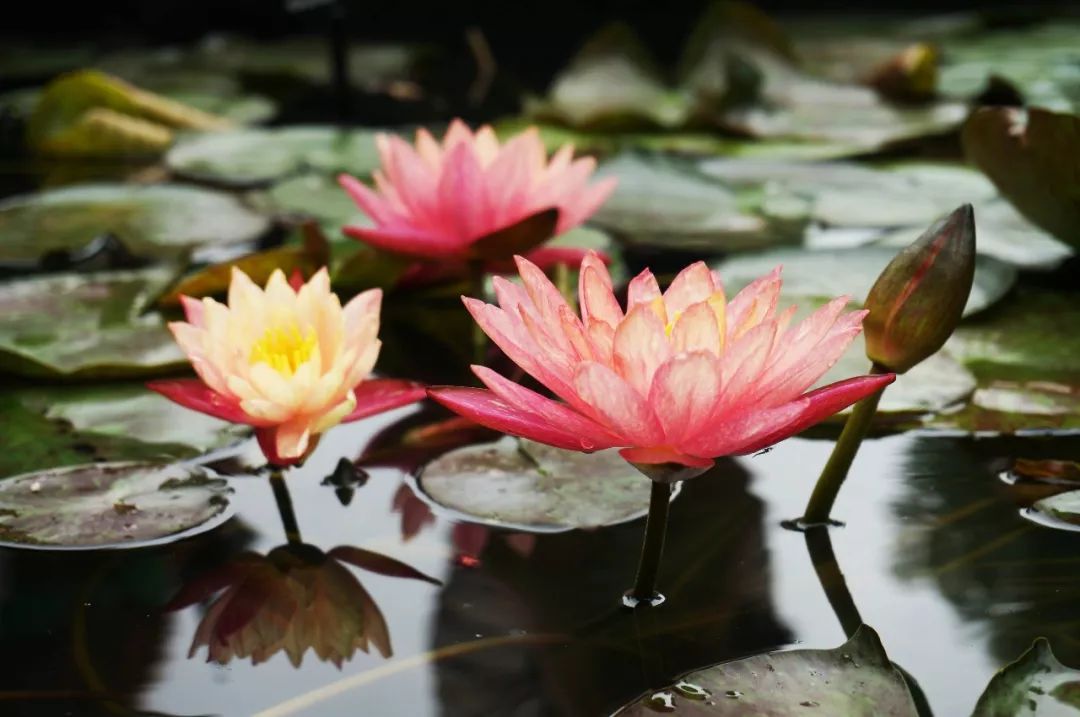 世界各国国花国树大全,世界地图及各国国花