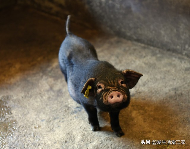 适合农村夫妻小本加工项目,农村小本创业项目大全