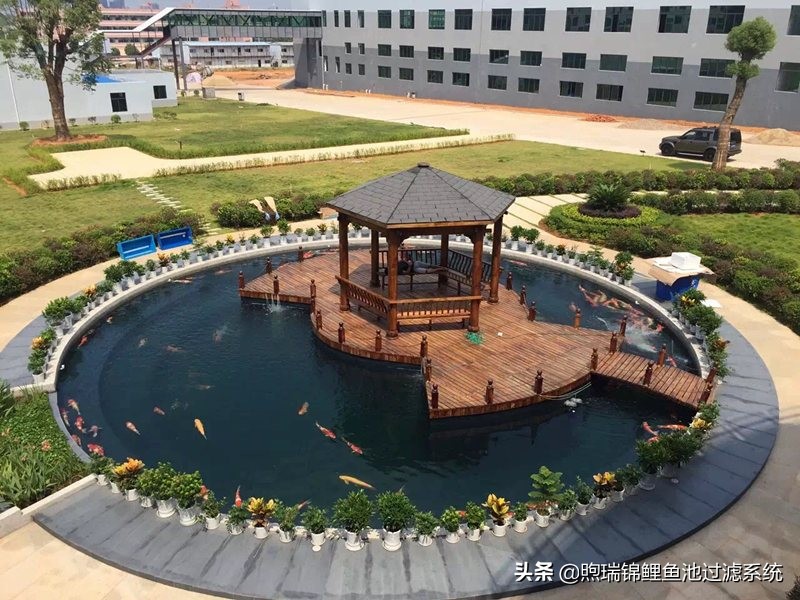 锦鲤露天鱼池生态沼泽过滤系统,锦鲤鱼池过滤系统多长时间清洗