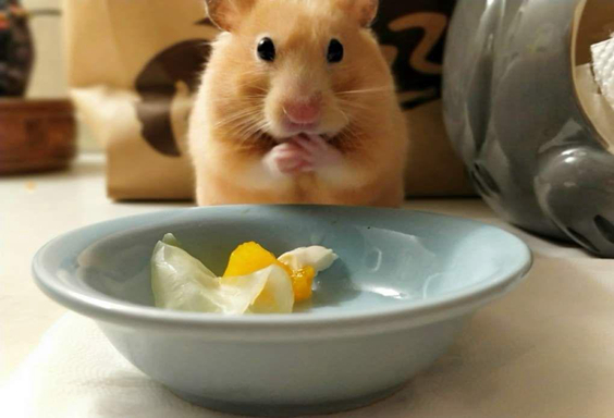 仓鼠怎么变胖侏儒鼠,仓鼠幼鼠没鼠粮怎么喂养