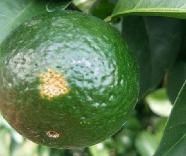 溃疡病，6-7月是发病高峰期