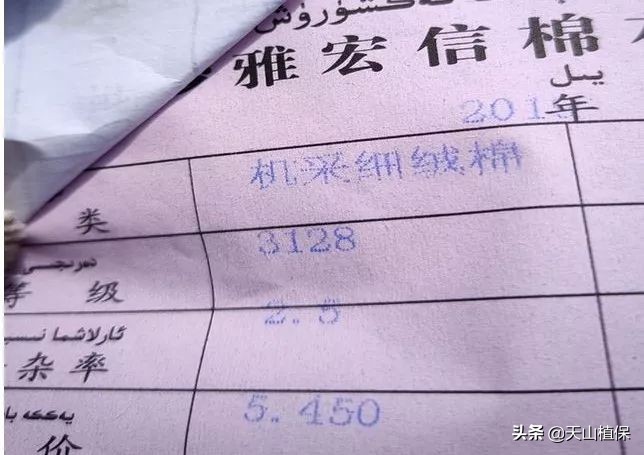 11月25日新疆籽棉收购价格,籽棉收购价格继续回落