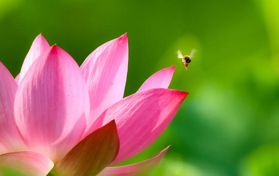 夏季最美荷花在哪里,山东最漂亮的荷花