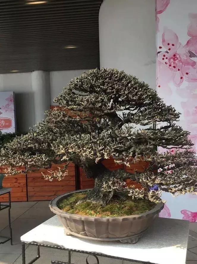 最值得收藏的六种盆景树种是哪些,西北盆景树种100种