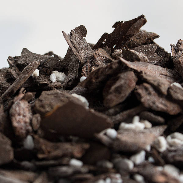 养君子兰的植料跟兰花的一样吗,什么品种君子兰好养又好看