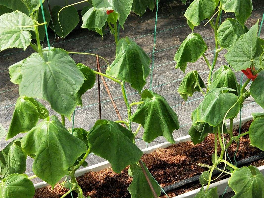 黄瓜中午打蔫是怎么回事,大雨过后黄瓜打蔫怎么办