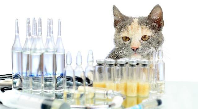 猫咪食欲不振是什么原因,猫咪食欲不振最佳解决方法