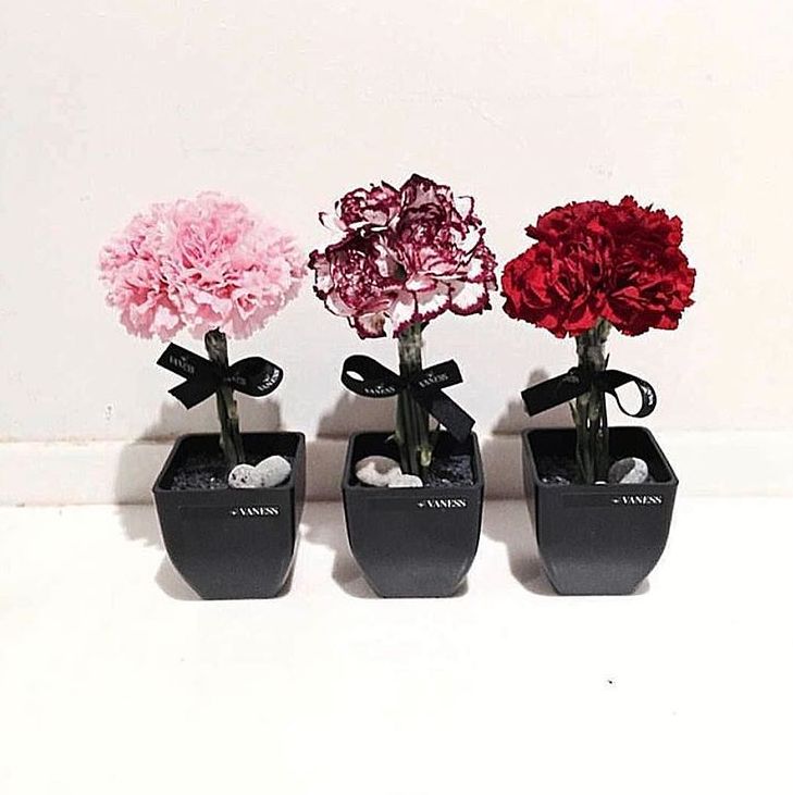 教师节康乃馨简单快速包花,教师节礼物手工制作康乃馨