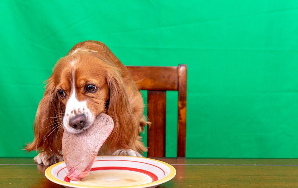 狗子对肉过敏,狗子狗粮过敏怎么办