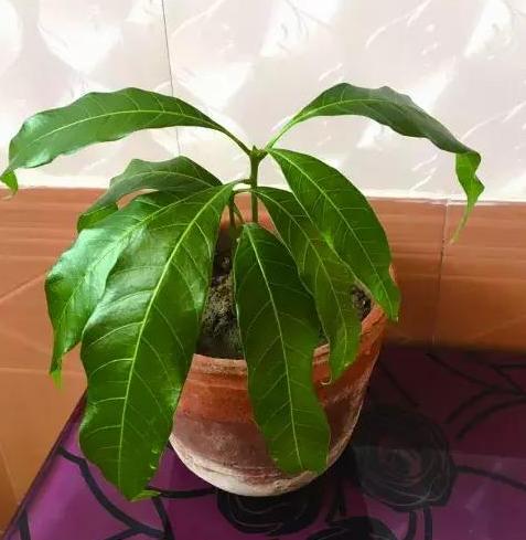 芒果发霉切掉,芒果怎么储存不容易烂掉