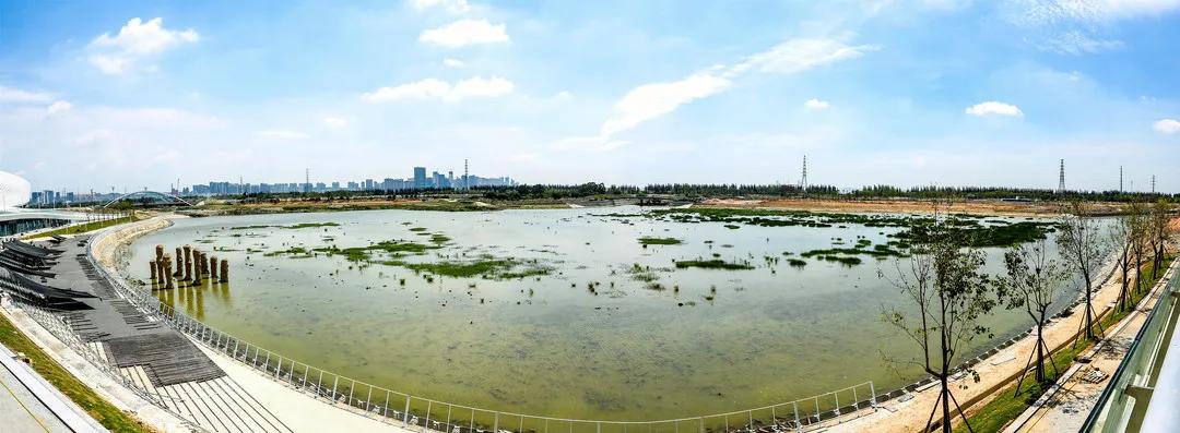 晋江樱花公园,不用去远方也能看到樱花