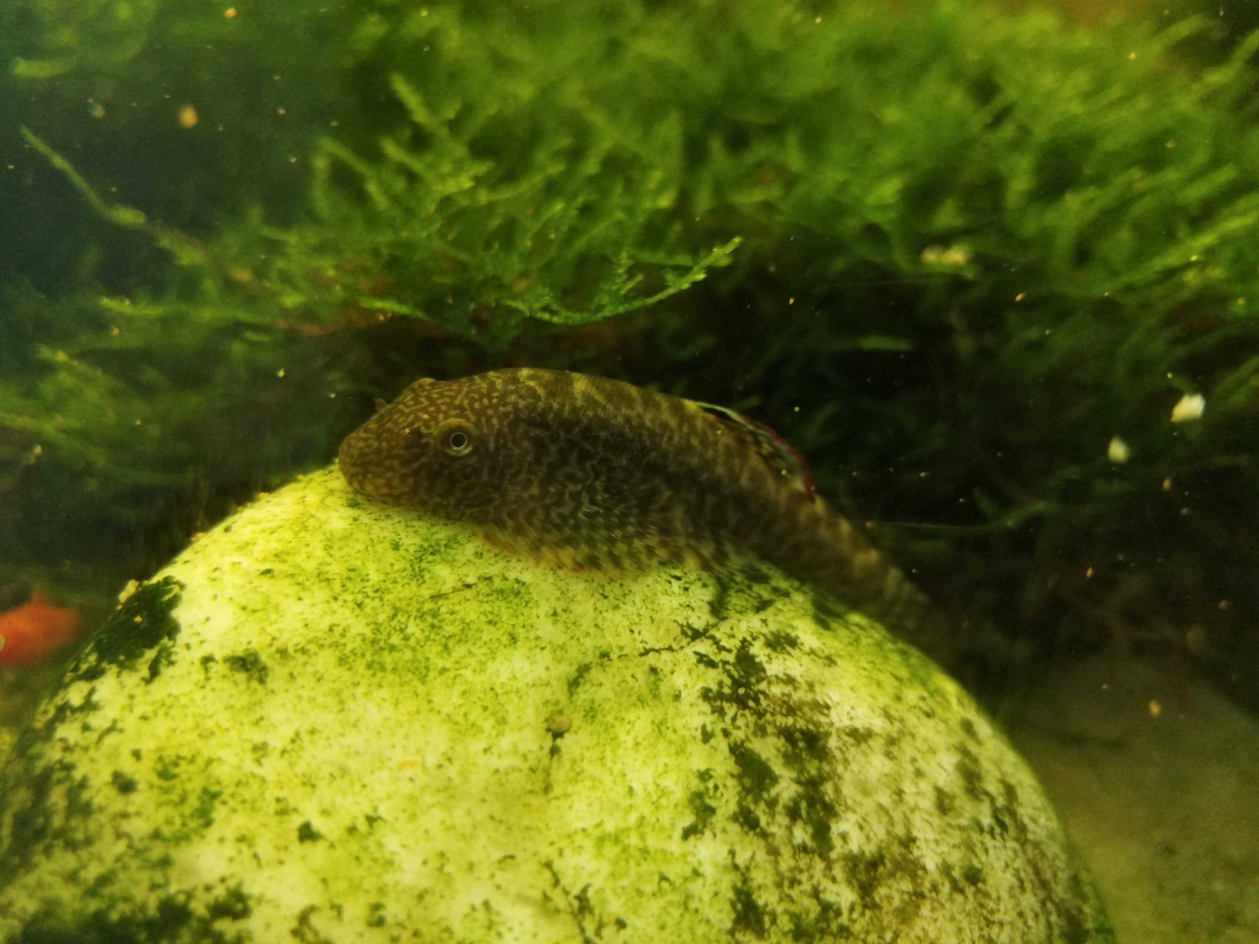 海缸各种藻类及防治,海缸常见10种藻类的解决方法