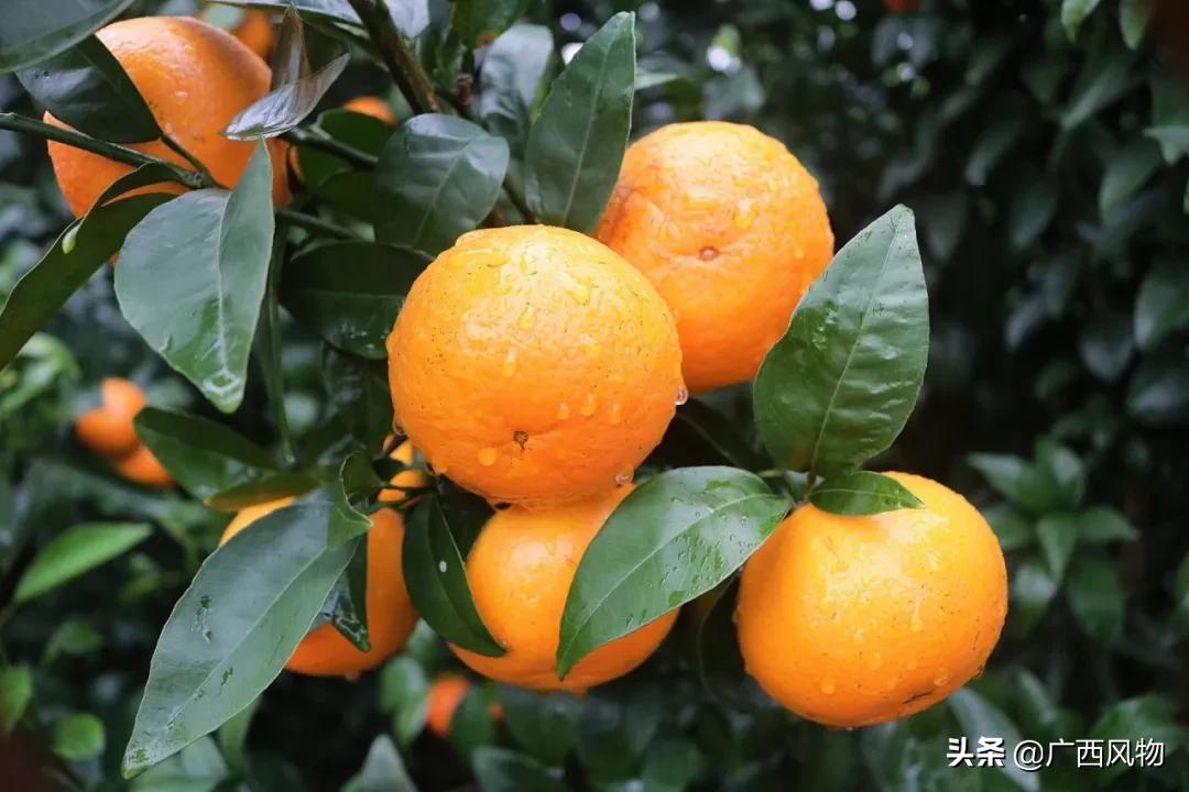 沃柑的最新吃法,沃柑做好看的东西