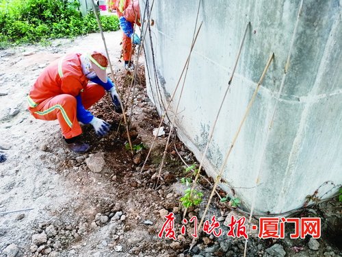 绿意盎然！厦门翔安补植5000株爬山虎苗为桥墩“降温”