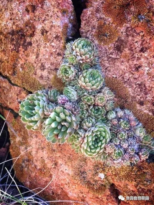 当中药碰上多肉，好吃又健康