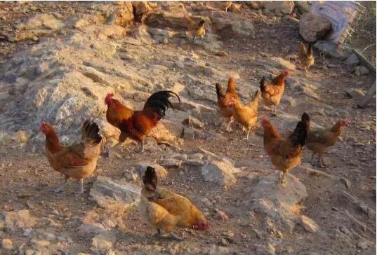 养殖2000只土鸡成本利润分析,安居区土鸡出壳鸡苗养殖利润多少