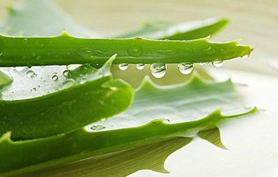 芦荟胶的作用和功效能天天抹脸吗,芦荟胶天天涂脸的功效与作用