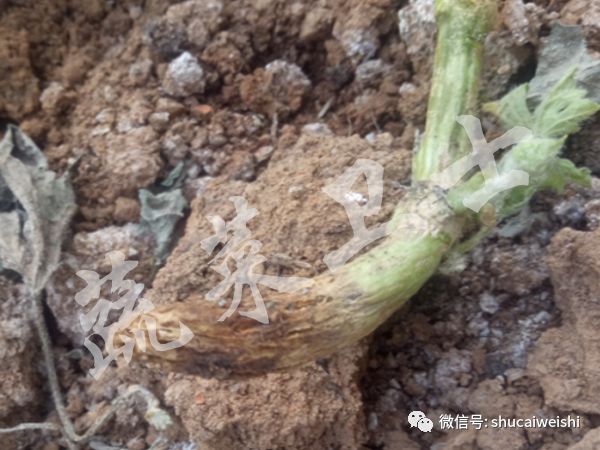 防治西瓜枯萎病方法,防治西瓜枯萎病最有效途径