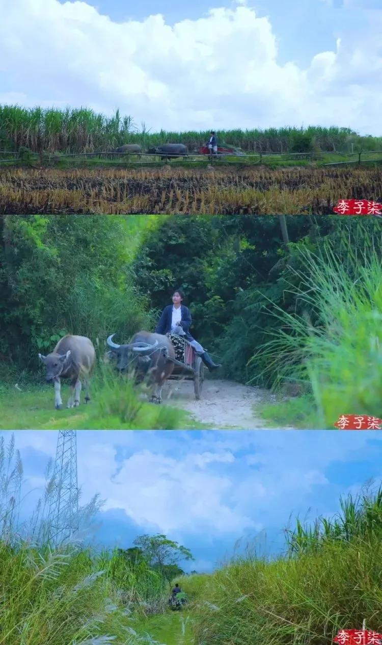 有一种向往叫西双版纳,有一种向往叫诗和远方完整版