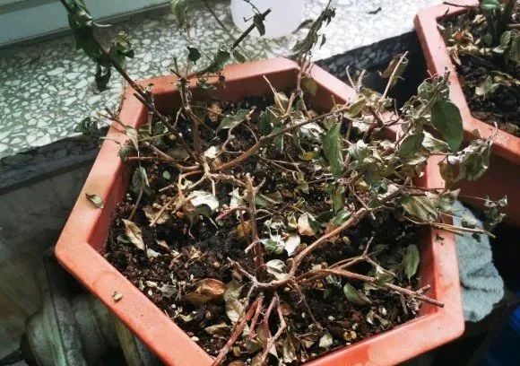 去花市买花千万别买这4种花,春天逛花市5种花千万别买