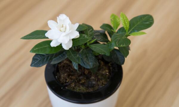 栀子花怕甲醛吗,栀子花吸甲醛效果好吗