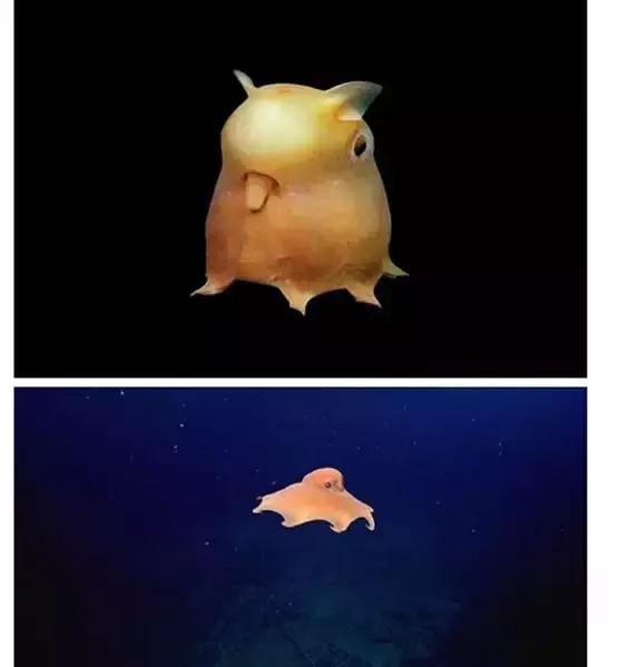 致命的60种动物,60种没见过的动物