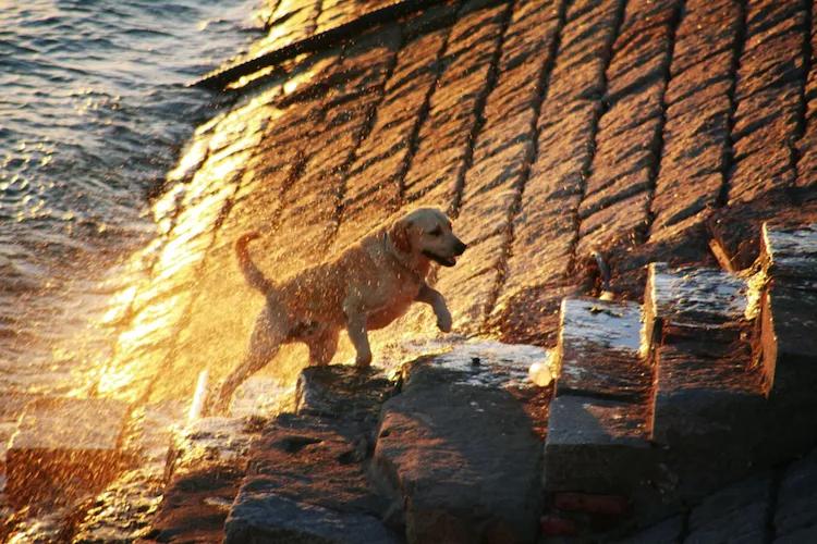 单反快速入门索尼,单反自动挡是哪个