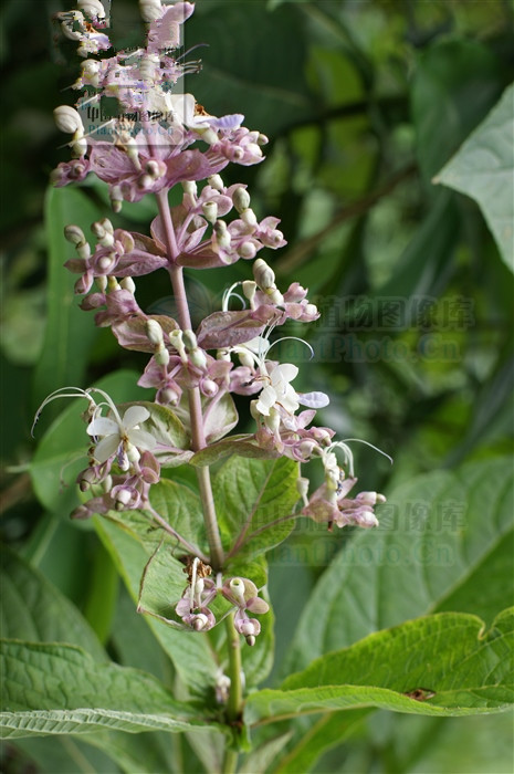 三台红花,能清热解毒,截疟,接骨,祛风除湿