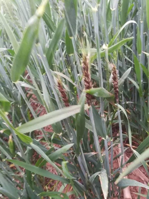 小麦黑穗病的原因及治疗方法,小麦矮腥黑穗病发病规律