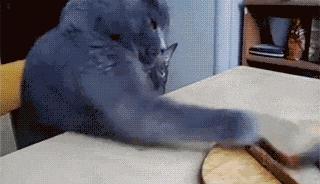 红牛最新赞助项目,红牛赞助计划