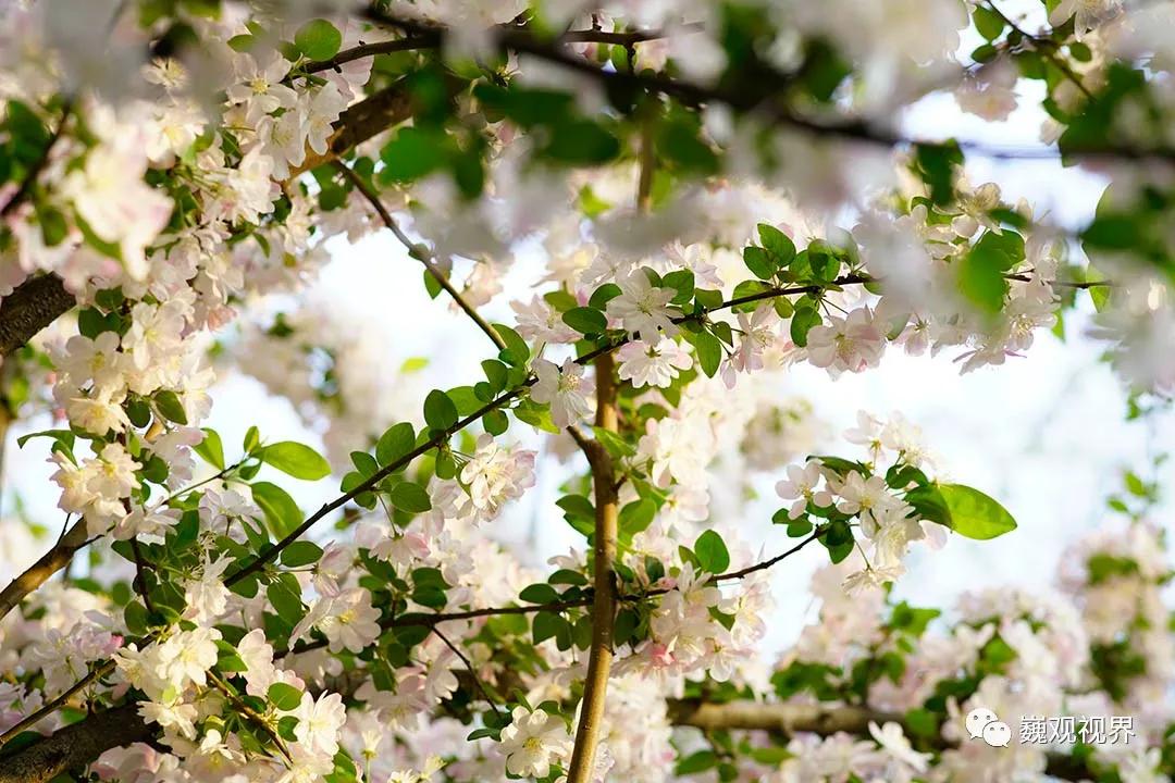 “千里姻缘一线牵”深入了解“SHOTEN”Contax G转Sony E卡口转接环