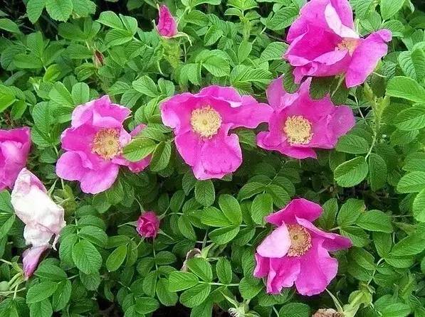 玫瑰与月季如何识别开什么颜色花,鲜花玫瑰和月季的区别图解