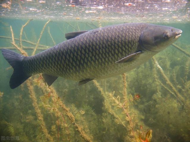 详细介绍鱼竿的类型及使用有哪些,鱼竿的基础知识介绍