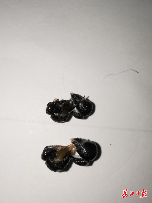 奇！这只泥蜂像燕子一样衔泥筑巢，还有8个“儿童间”