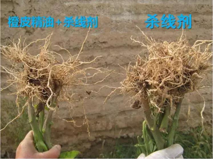 天然高效橙皮精油助剂,橙油助剂与有机硅助剂的区别