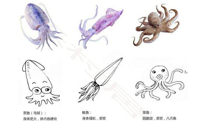 墨鱼乌贼章鱼鱿鱼到底有什么区别,怎么分清章鱼乌贼和鱿鱼