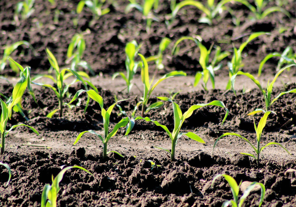 种植玉米起垄好还是平播好,玉米播浅了干旱怎么办