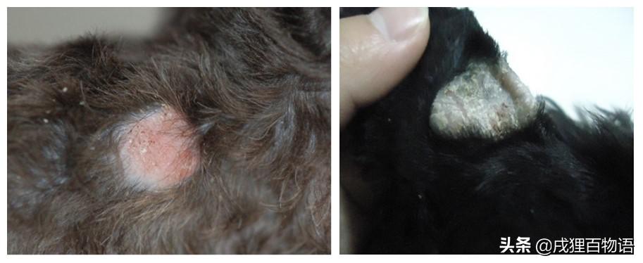 宠物皮肤病有哪些鉴别方法,宠物皮肤病怎么测试是哪种